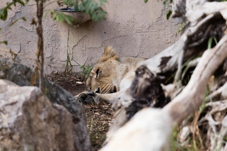 Resting Lion