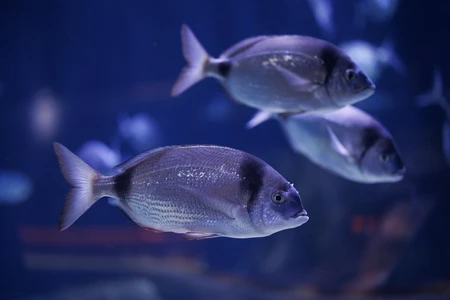 Fish in Marine Habitat