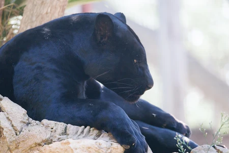 Resting Panther