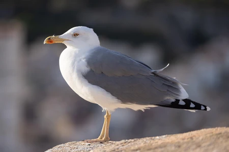 Seagull Perched
