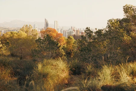 Cityscape from Nature
