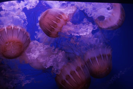 Graceful Jellyfish