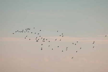 Flock of Birds in the Sky