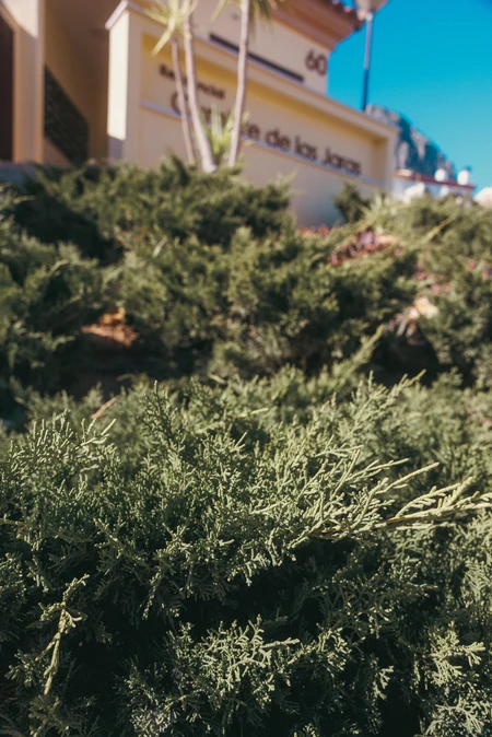 Greenery in Sunlight