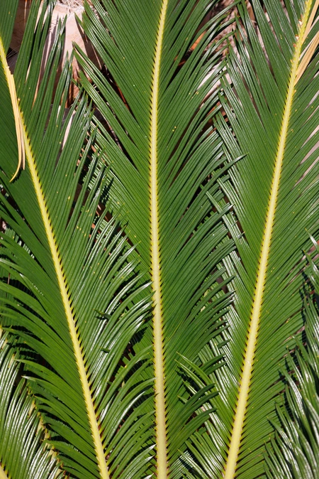 Symmetry in Palm Leaves
