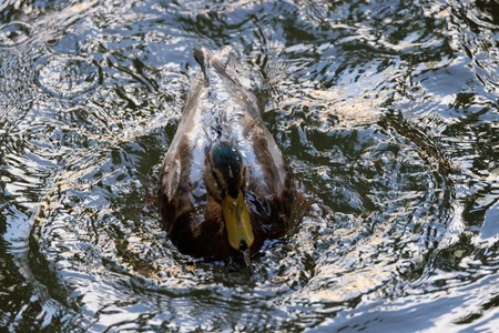Duck Swimming in Reflections
