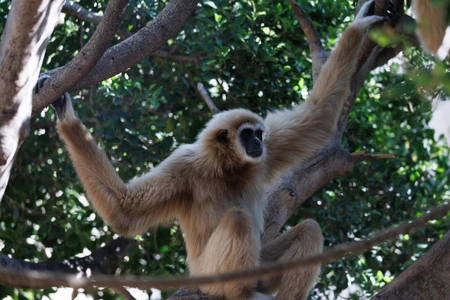 Gibbon in the Trees