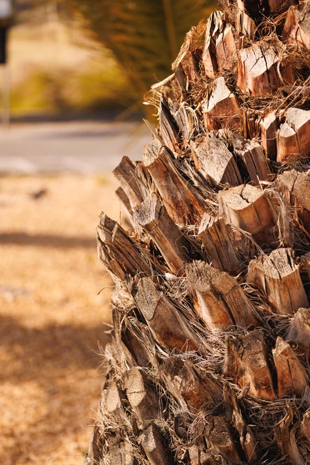 Close-up of Palm Tree Bark