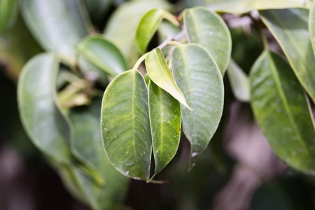 Close-Up of Green Leaves