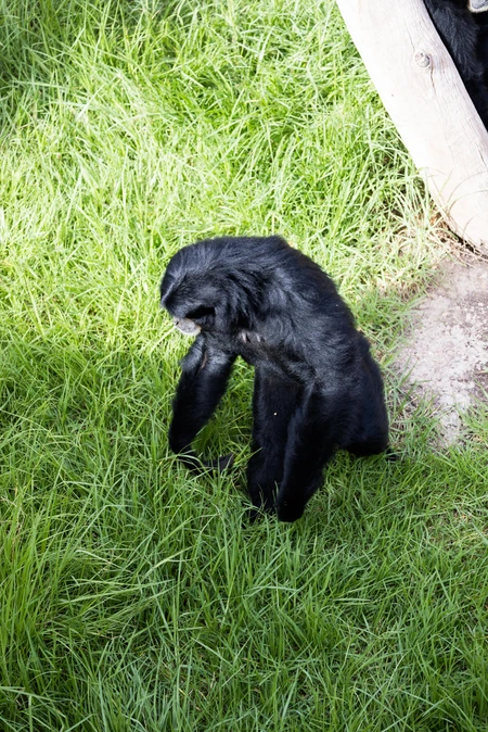 Gibbon in Natural Habitat