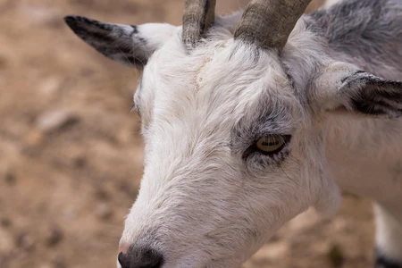 Close-up of a Goat