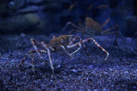 Crabs Underwater