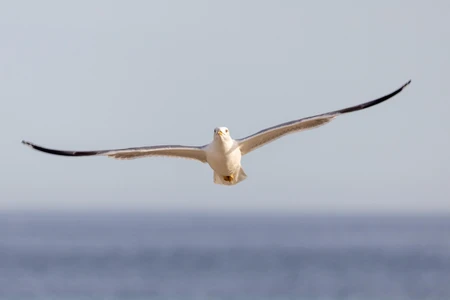 Seagull in Flight