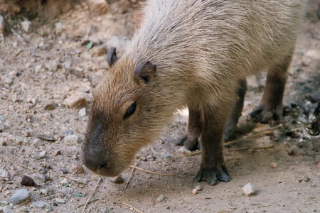 Capybara in Natural Habitat