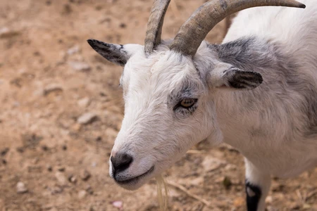 Portrait of a Goat
