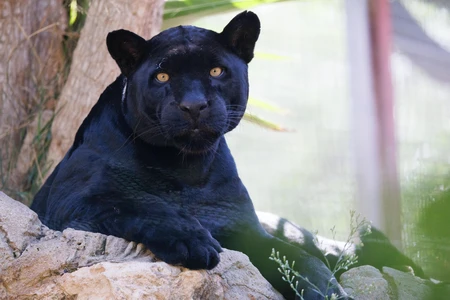 Majestic Black Panther