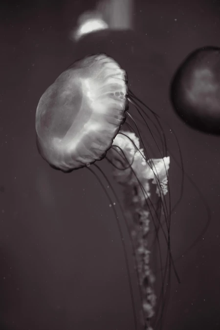 Graceful Jellyfish in Motion