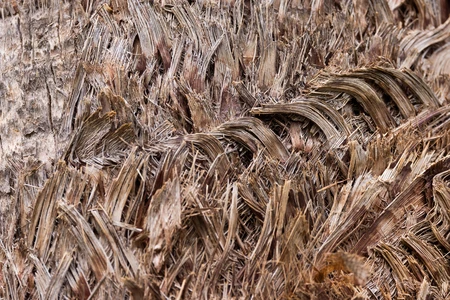Close-up of Tree Bark Texture