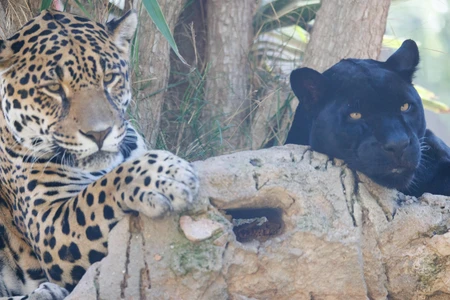 Resting Leopards in the Wild