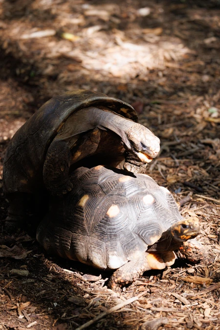 Tortoises in the Wild