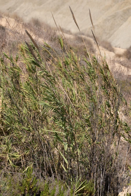 Wind-Blown Reeds