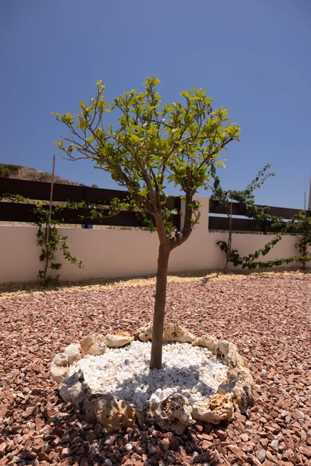 Garden Tree in Sunlight