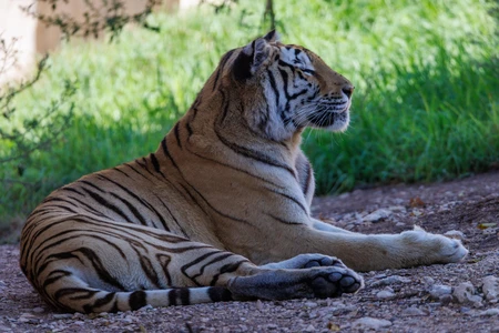 Resting Tiger in Natural Habitat