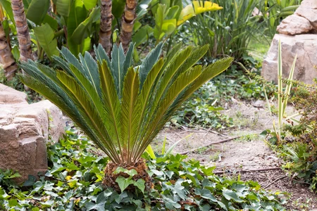 Serene Garden Foliage