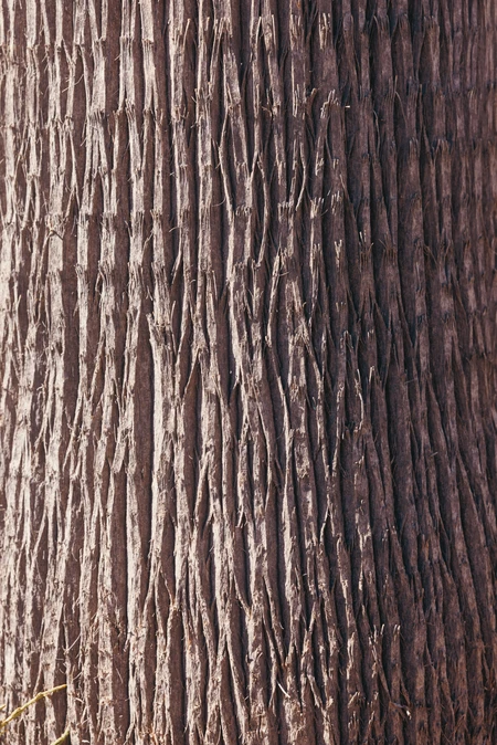 Textured Tree Bark