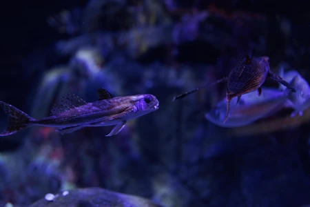 Mystical Aquarium Scene