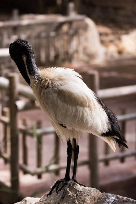 Solitary Bird Perched