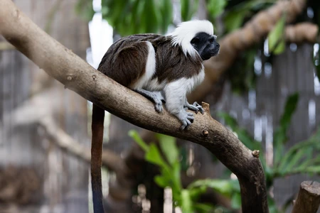 Tamarin Monkey in Habitat