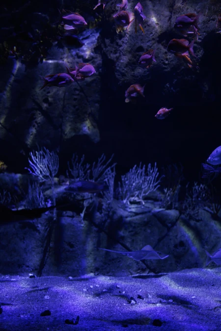 Underwater Aquarium Scene