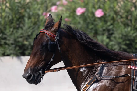 Horse in Motion