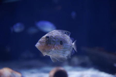 Close-Up of a Fish in Aquarium