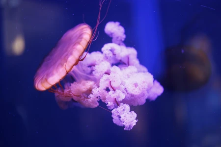 Purple Jellyfish in Blue Water