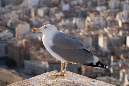 Seagull Overlooking Cityscape