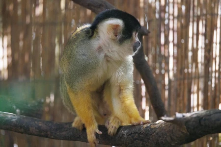 Monkey on a Branch