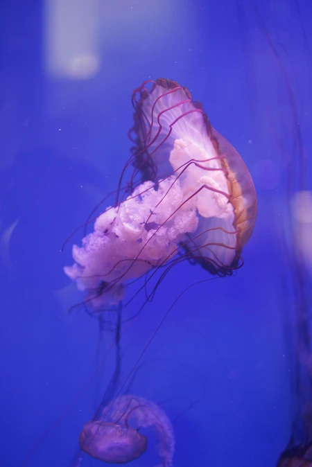 Jellyfish in Blue Waters