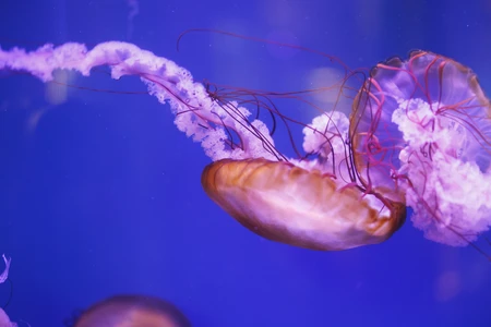 Mesmerizing Jellyfish