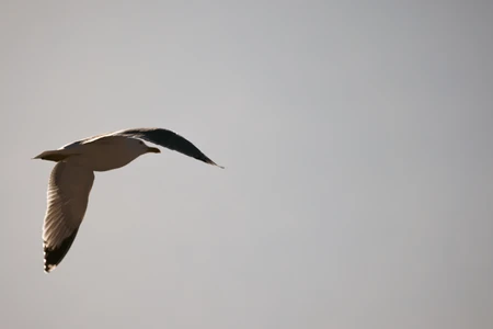 Soaring Seagull