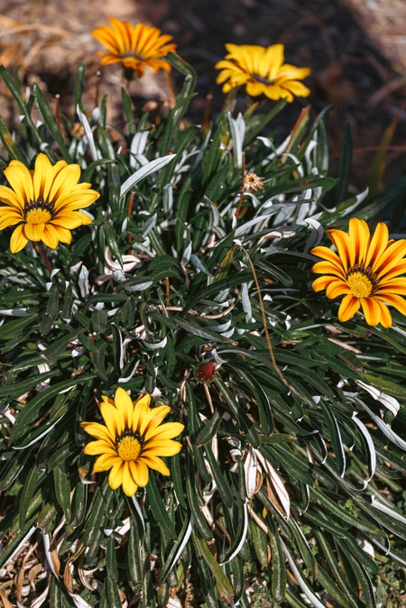 Yellow Blossoms in Nature