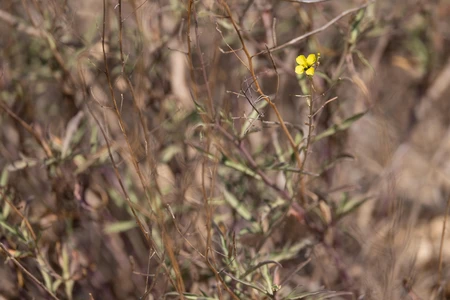 Solitary Yellow Flower