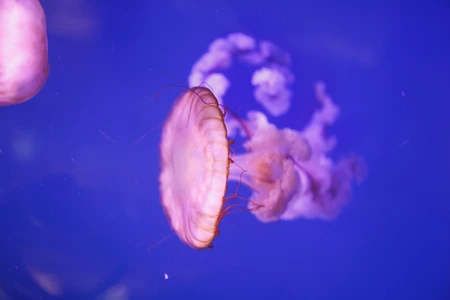 Vibrant Jellyfish in Oceanic Blue