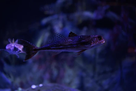Underwater Mystery