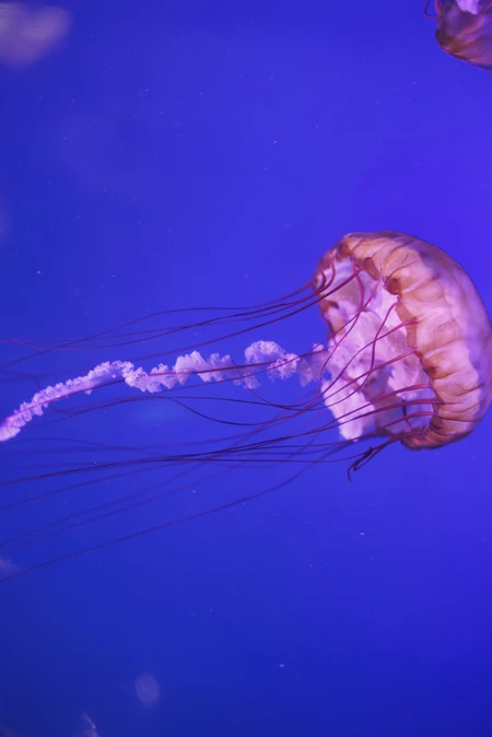 Graceful Jellyfish Underwater