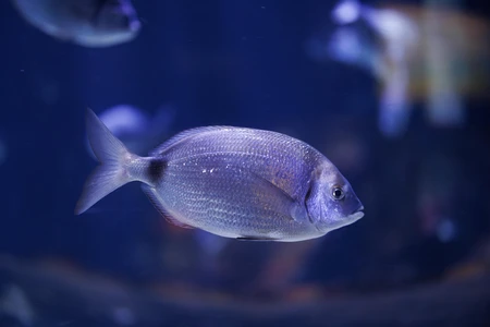 Serene Aquarium Fish