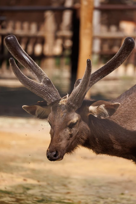 Close-Up of a Deer