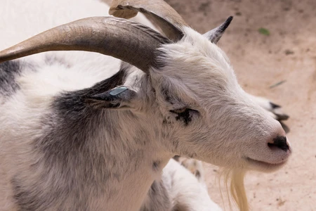 Resting Goat