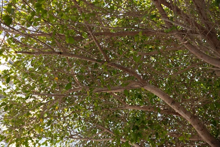 Lush Green Tree Branches